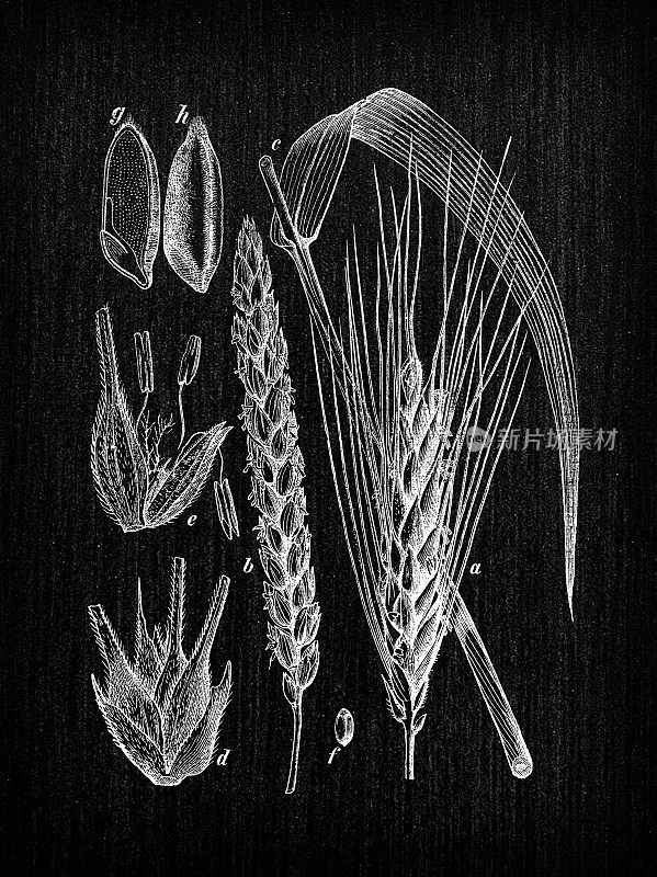 植物学植物古董雕刻插图:Triticum aestivum(普通小麦)